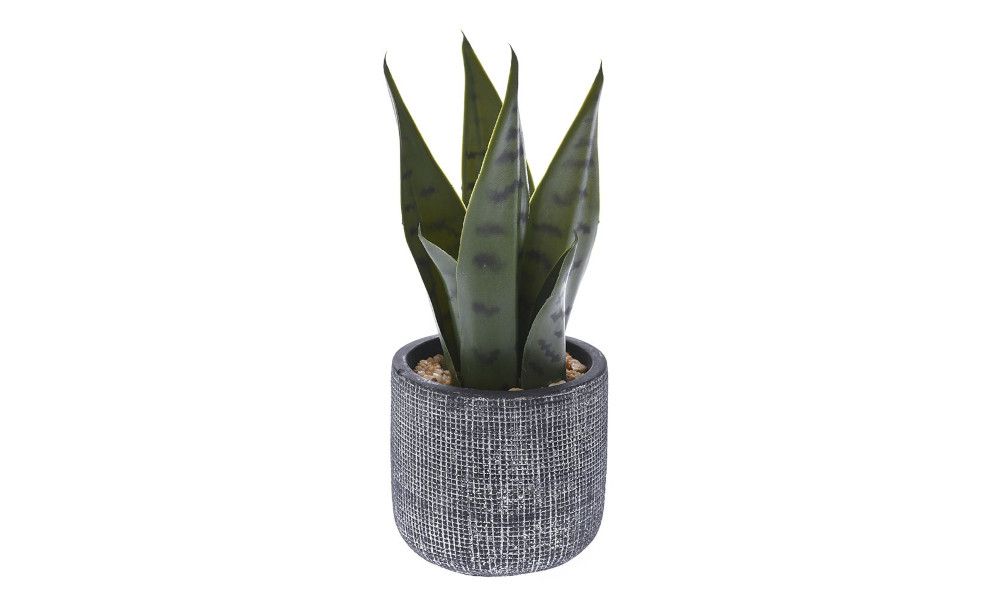 ΦΥΤΟ ΠΡΑΣΙΝΑΔΑ ΣΕ ΤΣΙΜΕΝΤΕΝΙΟ ΓΛΑΣΤΡΑΚΙ 24 ΕΚ.