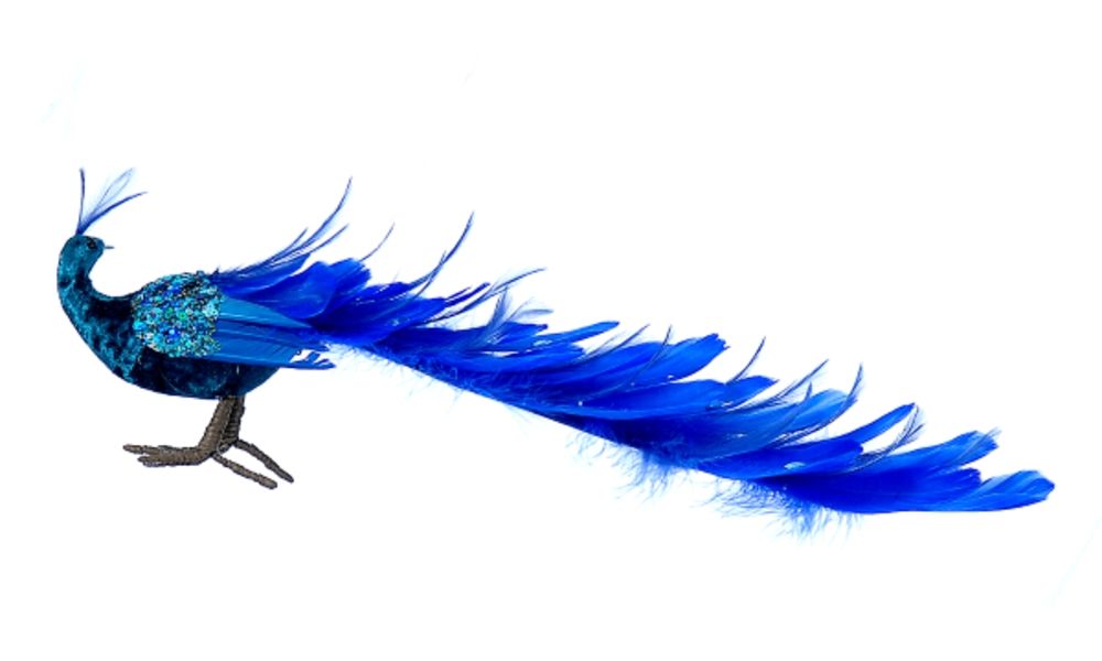 2/36-50cm Blue peacock